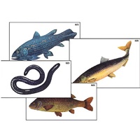 Модель-аппликация "Разнообразие низших и высших хордовых" (ламинированная) - «globural.ru» - Междуреченск