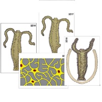 Модель-аппликация "Строение и размножение гидры" (ламинированная) - «globural.ru» - Междуреченск