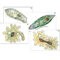 Модель-аппликация "Строение и разнообразие простейших" (ламинированная) - «globural.ru» - Междуреченск