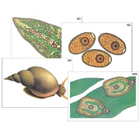 Модель-аппликация "Циклы развития печеночного сосальщика и бычьего цепня" (ламинированная) - «globural.ru» - Междуреченск