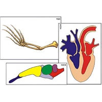 Модель-аппликация "Эволюция важнейших систем органов позвоночных" (ламинированная) - «globural.ru» - Междуреченск