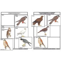 Комплект дидактических карточек: "Систематика и экология птиц" (95 штук, цвет., лам.) - «globural.ru» - Междуреченск