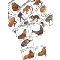 Комплект дидактических карточек: "Систематика и экология млекопитающих" (96 штук, цвет., лам.) - «globural.ru» - Междуреченск