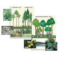 Гербарий фотографический "Растительные сообщества. Лес" (раздаточный) - «globural.ru» - Междуреченск