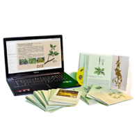 Гербарий натурально-интерактивный "Дикорастущие растения" - «globural.ru» - Междуреченск