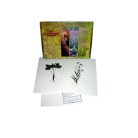 Гербарий "Лекарственные растения" (20 видов) формат А-3 - «globural.ru» - Междуреченск