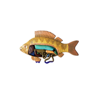 Модель барельефная "Внутреннее строение рыбы" - «globural.ru» - Междуреченск