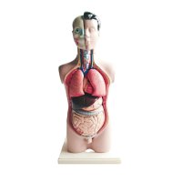 Торс человека разборный - «globural.ru» - Междуреченск