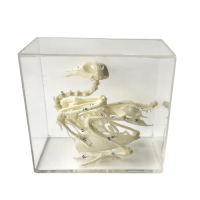 Комплект скелетов различных классов животных - «globural.ru» - Междуреченск