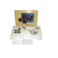 Гербарий Деревья и кустарники (20 видов) - «globural.ru» - Междуреченск