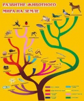Стенд "Развитие животного мира на земле" - «globural.ru» - Междуреченск