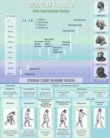Стенд "Эволюция человека" (вариант 1) - «globural.ru» - Междуреченск