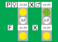 Модель-аппликация Дигибридное скрещивание. Законы Менделя. (набор из 84 карт) - «globural.ru» - Междуреченск