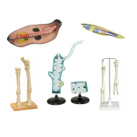 Комплект зоологических моделей демонстрационный - «globural.ru» - Междуреченск