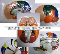 Модель барельефная "Доли, извилины, цитоархитектонические поля головного мозга" (5 планшетов) - «globural.ru» - Междуреченск