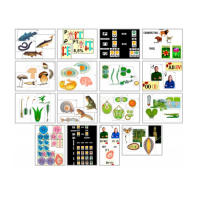 Комплект моделей-аппликаций демонстрационный - «globural.ru» - Междуреченск