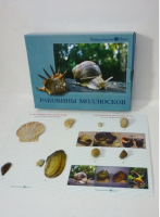 Коллекция "Раковины моллюсков" (вариант 2) - «globural.ru» - Междуреченск
