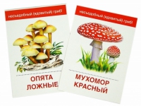 Раздаточные карточки "Грибы съедобные и не съедобные" - «globural.ru» - Междуреченск