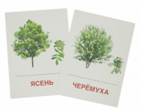 Раздаточные карточки "Деревья и кустарники" - «globural.ru» - Междуреченск