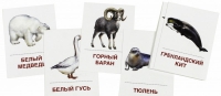 Раздаточные карточки "Животные холодных широт" - «globural.ru» - Междуреченск