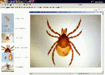 Биология. Микрофотографии. (Цифровая база изображений) - «globural.ru» - Междуреченск