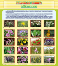 Стенд "Красная книга - растения" - «globural.ru» - Междуреченск