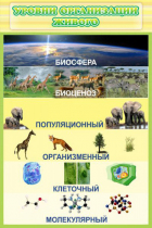 Стенд "Уровни организации живого" - «globural.ru» - Междуреченск