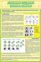 Стенд "Деление клеток митоз, мейоз" - «globural.ru» - Междуреченск