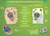 Стенд "Строение животной и растительной клеток" - «globural.ru» - Междуреченск