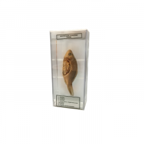 Влажный препарат Внутреннее строение рыбы - «globural.ru» - Междуреченск