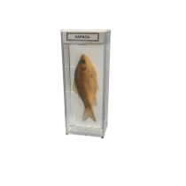 Влажный препарат "Карась" - «globural.ru» - Междуреченск