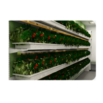 Стеллаж для выращивания клубники "Стена" - «globural.ru» - Междуреченск