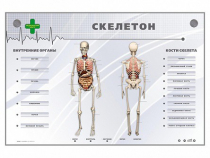 Электрифицированный стенд-тренажер "Скелетон" - «globural.ru» - Междуреченск