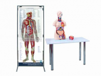 Интерактивный учебный комплекс "Анатомический атлас 3D" - «globural.ru» - Междуреченск