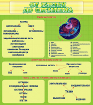 Стенд "От клетки до организма" - «globural.ru» - Междуреченск