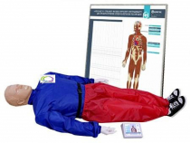 Тренажер-манекен взрослого пострадавшего "Александр-01" для отработки приемов сердечно-легочной реанимации (голова, туловище, конечности) с контроллером и настенным табло - «globural.ru» - Междуреченск