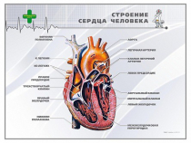 Стенд "Строение сердца человека" - «globural.ru» - Междуреченск