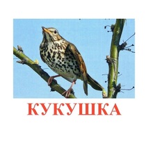 Карточки Домана "Птицы-3" - «globural.ru» - Междуреченск