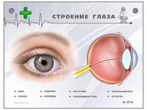 Интерактивный стенд "Строение глаза" - «globural.ru» - Междуреченск