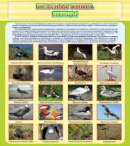 Стенд "Красная книга - птицы" - «globural.ru» - Междуреченск