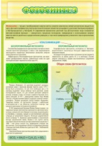 Стенд "Фотосинтез" - «globural.ru» - Междуреченск