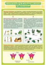 Стенд "Способы размножения растений" - «globural.ru» - Междуреченск