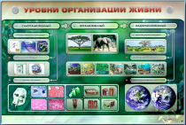 Электрифицированный стенд "Уровни организации жизни" - «globural.ru» - Междуреченск