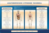 Электрифицированный стенд-тренажер c макетом скелета "Анатомическое строение человека" - «globural.ru» - Междуреченск