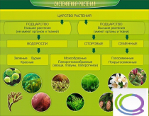 Стенд "Систематика растений" - «globural.ru» - Междуреченск