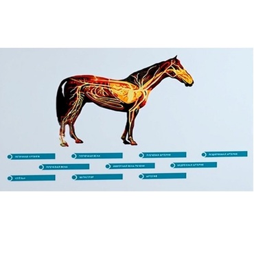 Стенд-планшет светодинамический "Изучение кровеносной системы сельскохозяйственных животных" со сменными панелями - «globural.ru» - Междуреченск