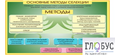 Стенд "Методы селекции и биотехнологии" - «globural.ru» - Междуреченск
