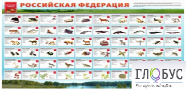 Стенд "Красная книга РФ" - «globural.ru» - Междуреченск