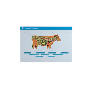 Стенд-планшет светодинамический "Изучение нервной системы сельскохозяйственных животных" со сменными панелями - «globural.ru» - Междуреченск