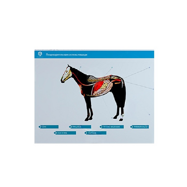 Стенд-планшет светодинамический "Изучение пищеварительной системы сельскохозяйственных животных" со сменными панелями - «globural.ru» - Междуреченск